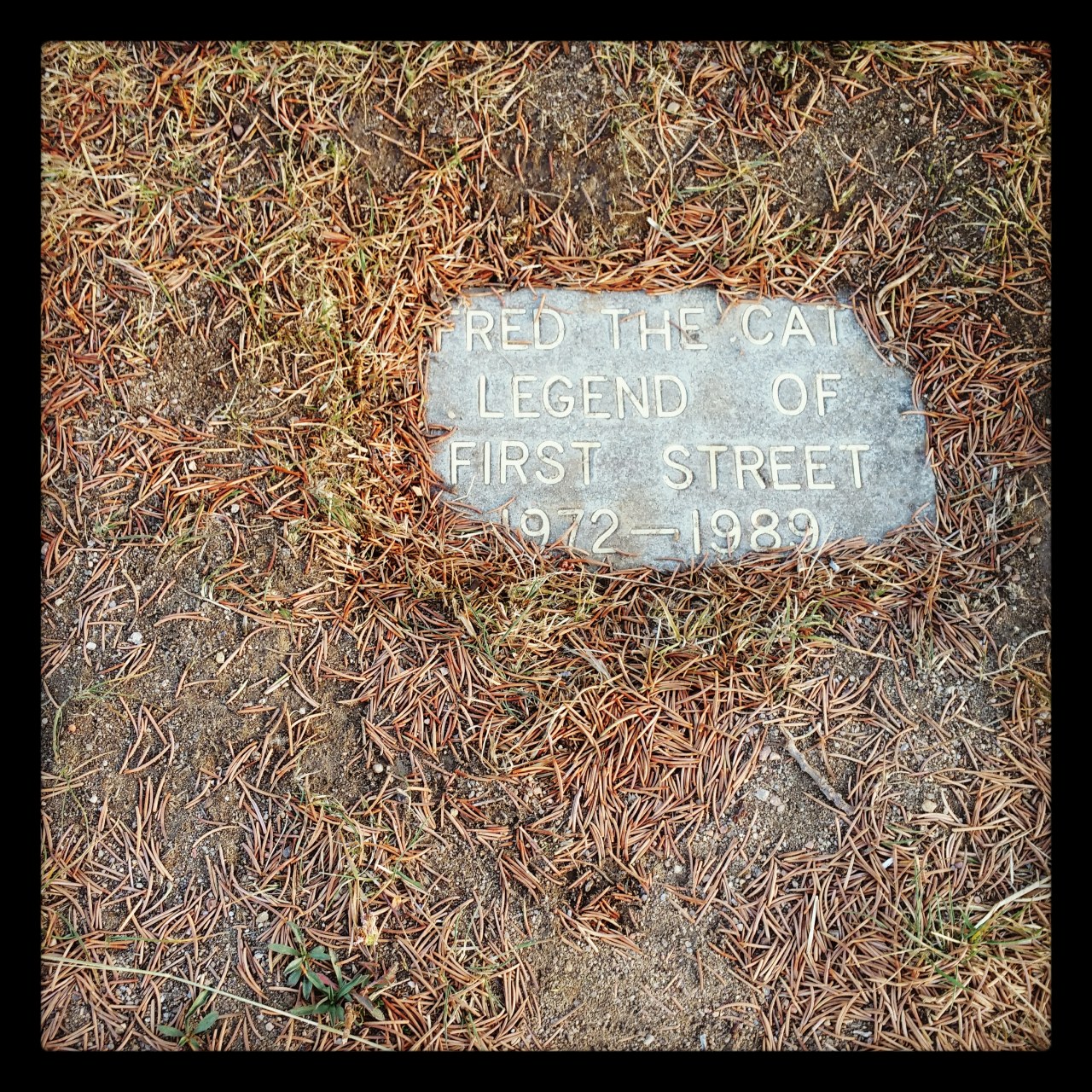 A memorial for "Red the Cat Legend of First Street" in Nederland, Colorado.