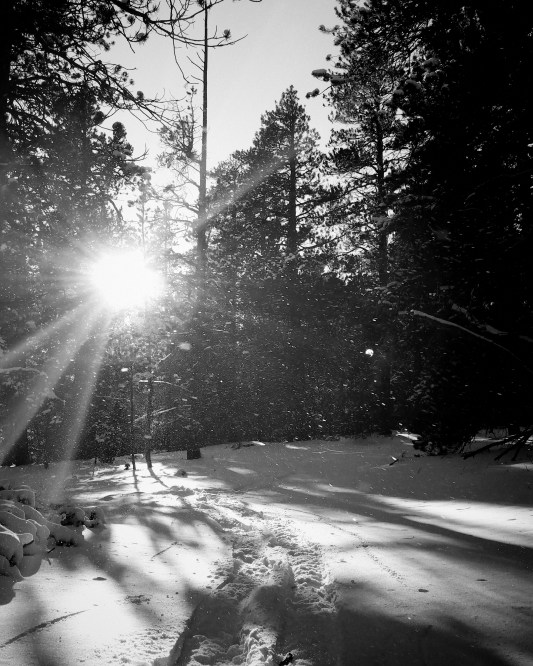 A snowshoe track through Colorado snow.