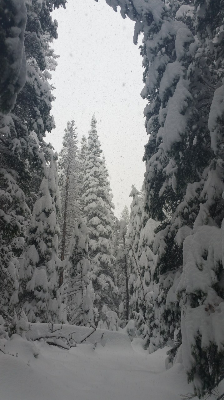 Evergreen trees burdened with snow during a Colorado winter in Gilpin County