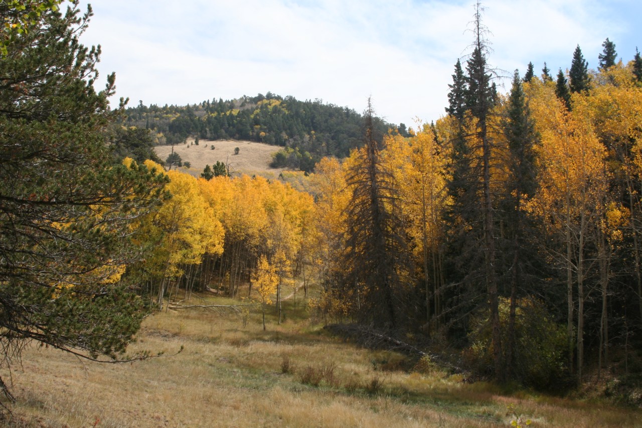 Yellow Aspens in the Great Sand Dunes National Park in Colorado