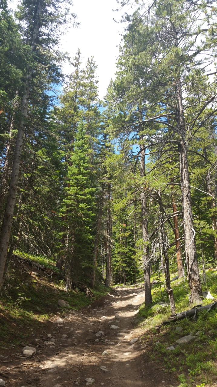 A rocky woodland trail through a pine forest in Colorado
