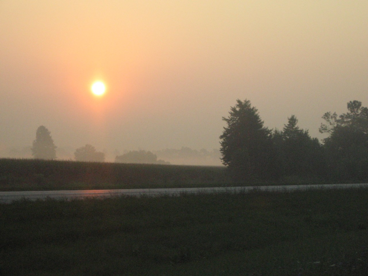 An Ode to the Tulip&nbsp;Poplar