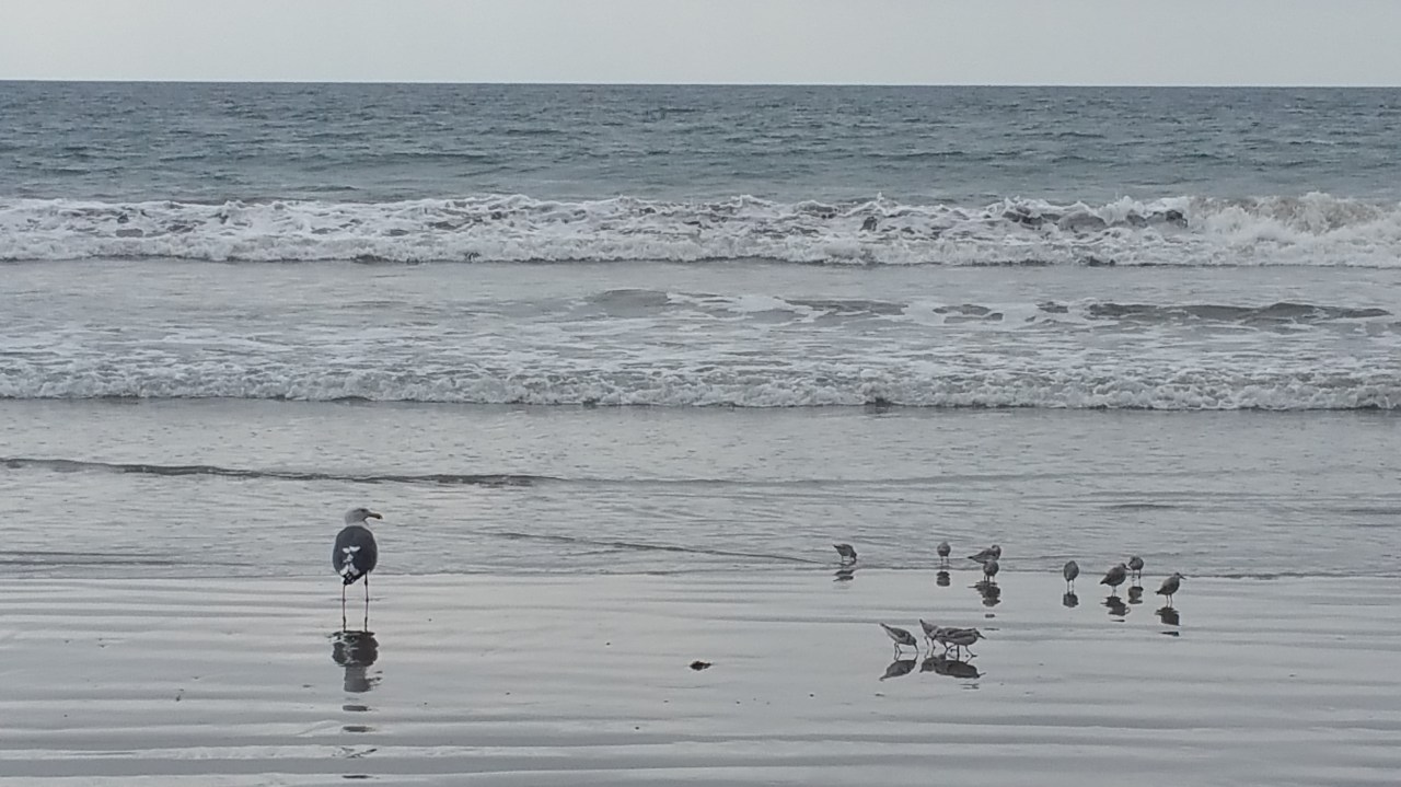 The Pacific Ocean with seagulls